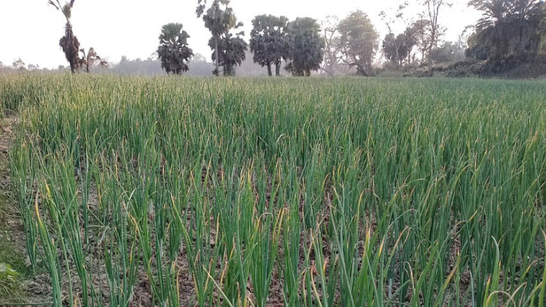 নড়াইলের লোহাগড়ায় পেঁয়াজ চাষে আগ্রহ বাড়ছে কৃষকদের