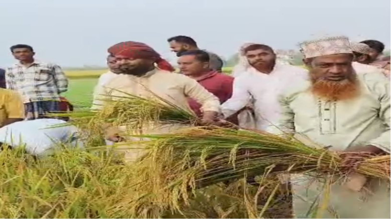 নড়াইলে কৃষকের ধান কাটচ্ছেন,এমপি আতাউর রহমান বাচ্চু