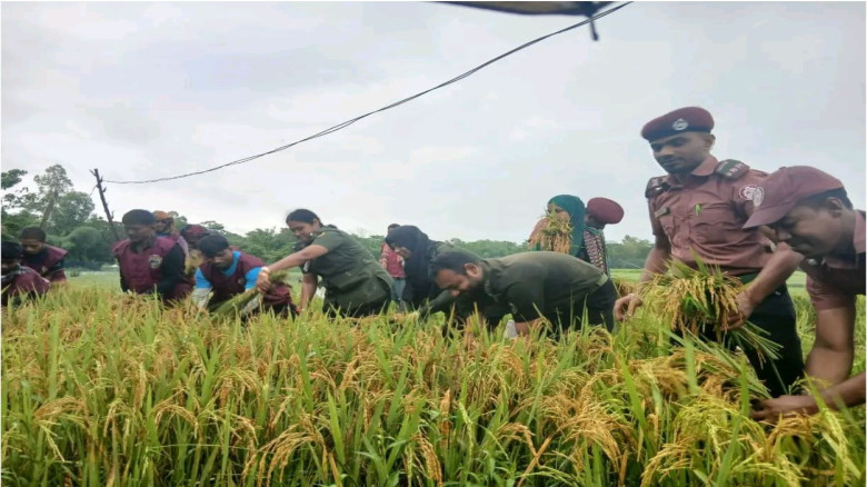 প্রাকৃতিক দুর্যোগে মানবিক দৃষ্টান্ত: হাওড়ে ধান কাটছে আনসার-ভ