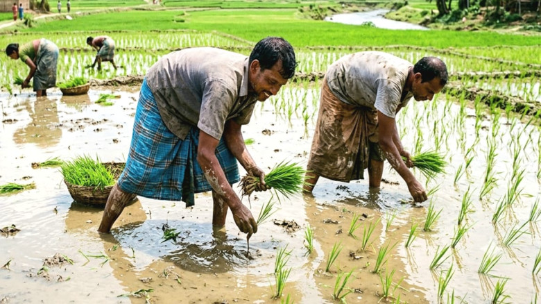 বদলে যাওয়া আবহাওয়ায় বদলগাছীতে মাঠজুড়ে রোপা আমনের ব্যস্ততা